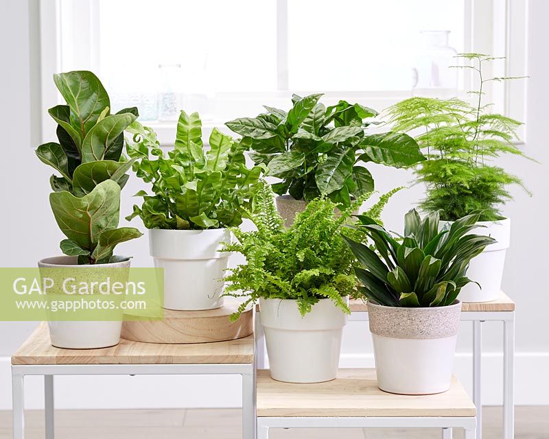 Collection de plantes d'intérieur pour la purification de l'air