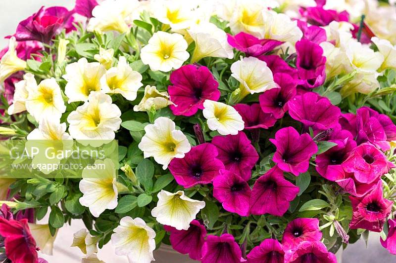 Petunia Confetti Garden ™ Tropical Sunrise