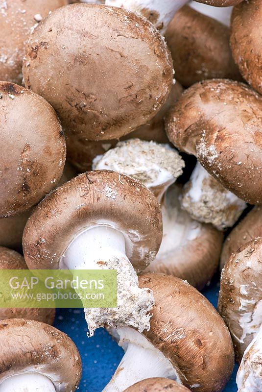 Agaricus hortensis