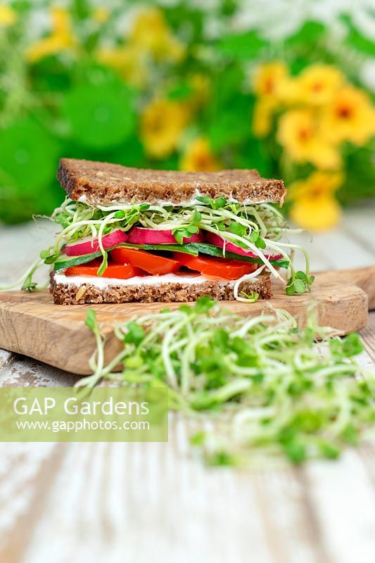 Sandwich aux micro-légumes radis
