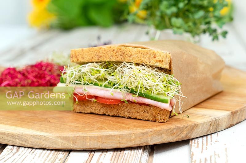 Sandwich aux plants de radis