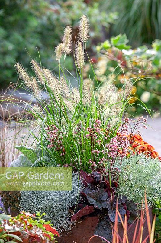 Plantation d'automne avec Pennisetum