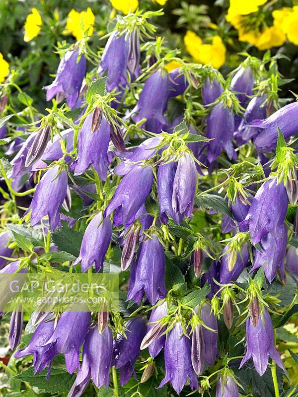 Campanula Sarastro