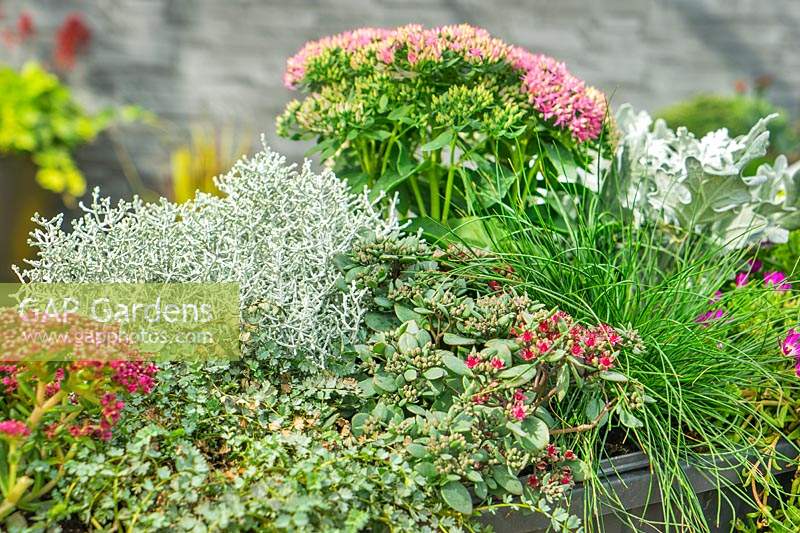 Planter avec Sedum