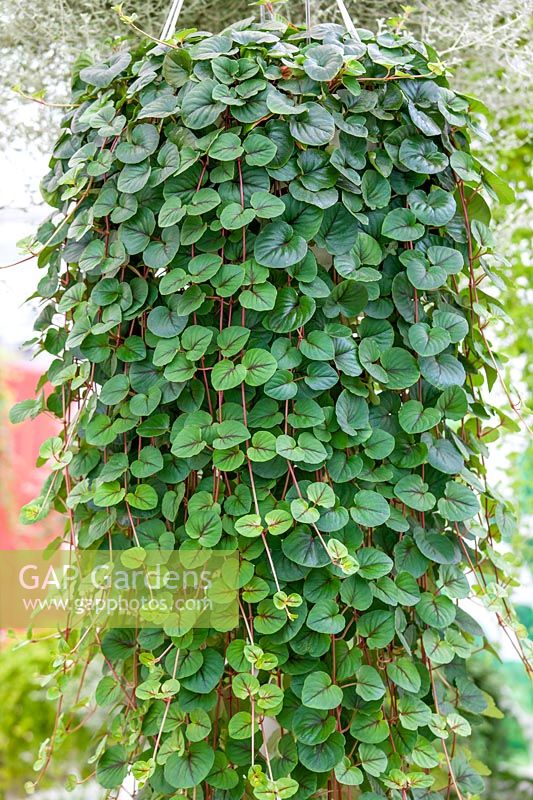 Lysimachia Fancifillers ™ Sunburst