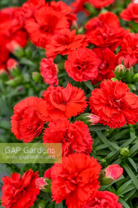 Dianthus Divine Real Red