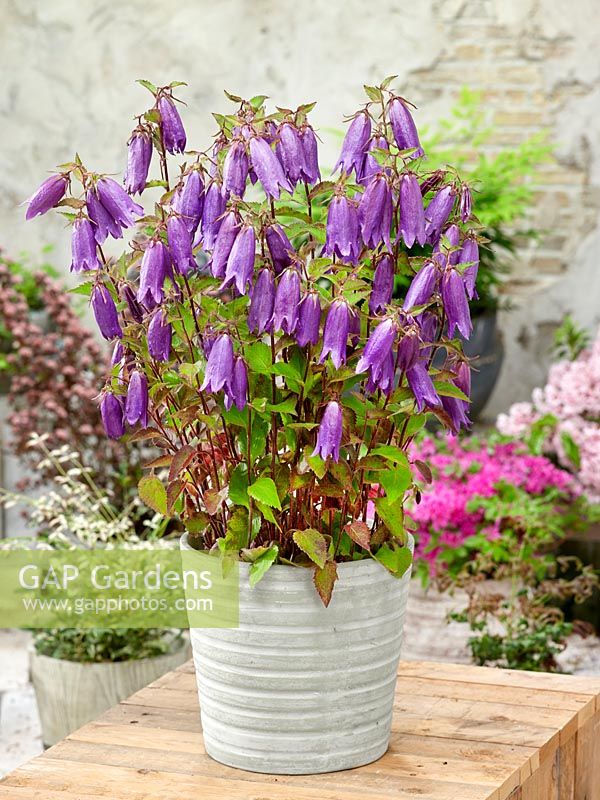 Campanula Sarastro en pot