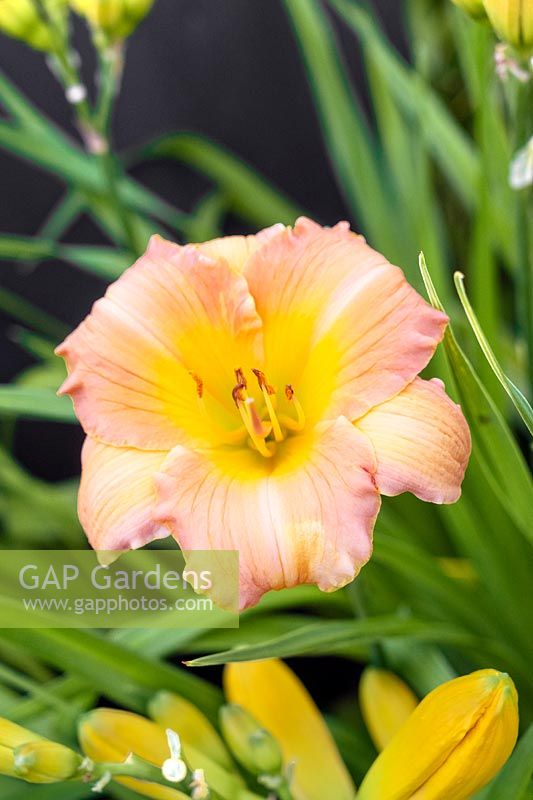 Prix Fabuleux Hemerocallis