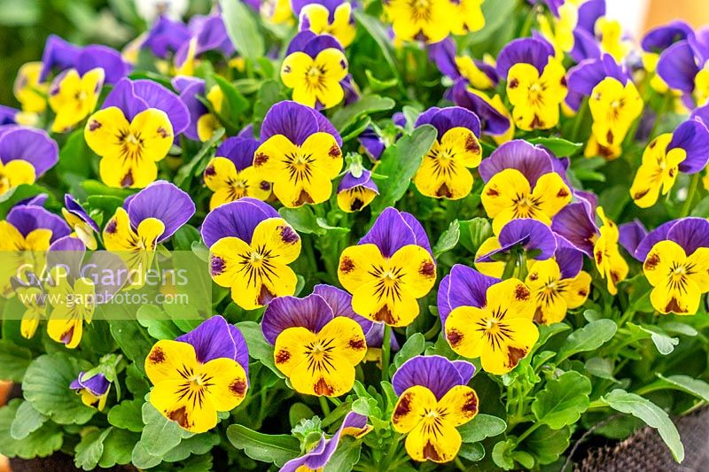 Viola Quicktime ® Jaune Bleu Jump Up