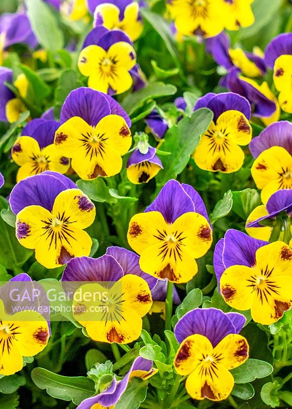 Viola Quicktime ® Jaune Bleu Jump Up