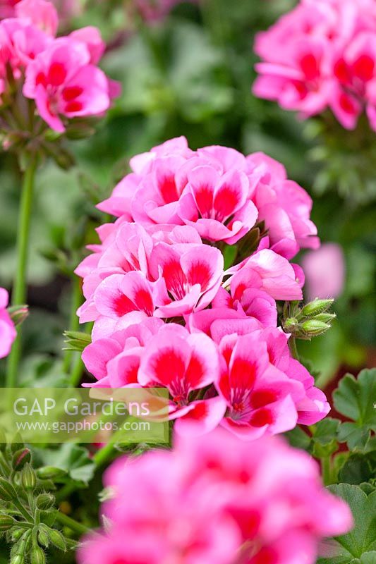 Pelargonium Marcada ® Rose Violet