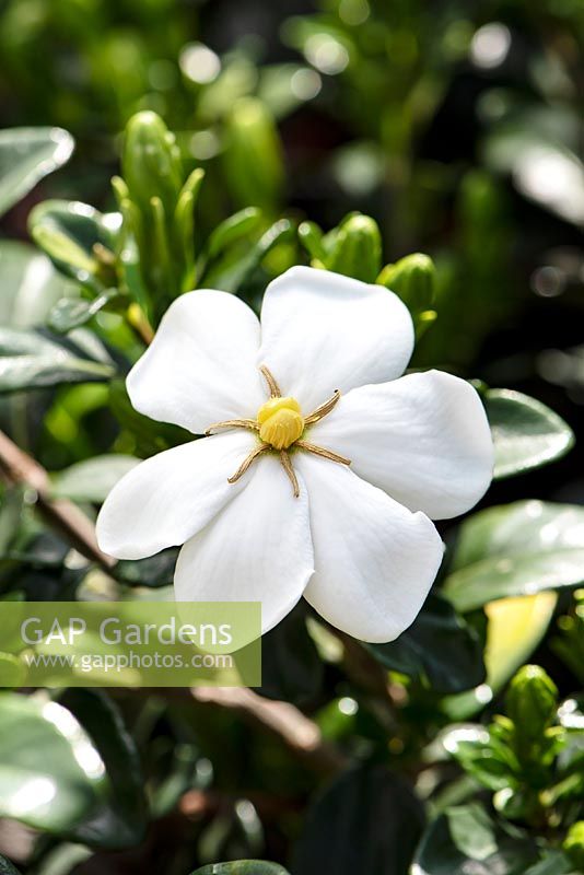 Gardenia jasminoides Daisy