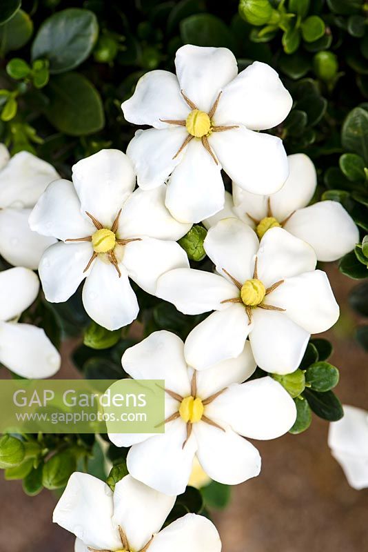 Gardenia jasminoides Gemme blanche