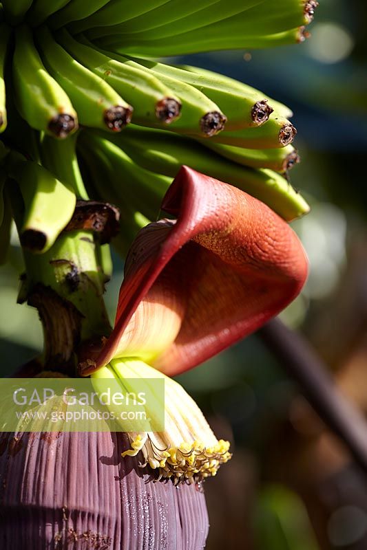 Musa cavendishii