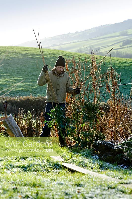 Homme rangeant dans le jardin par une claire journée d'hiver. Les planches d'hiver sont utilisées pour protéger l'herbe du gel.