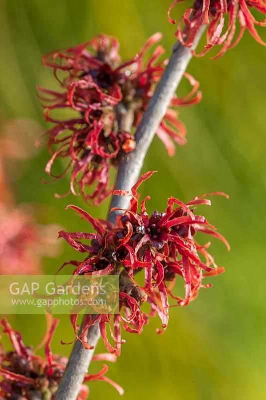 Hamamelis x intermedia 'Diane', janvier.