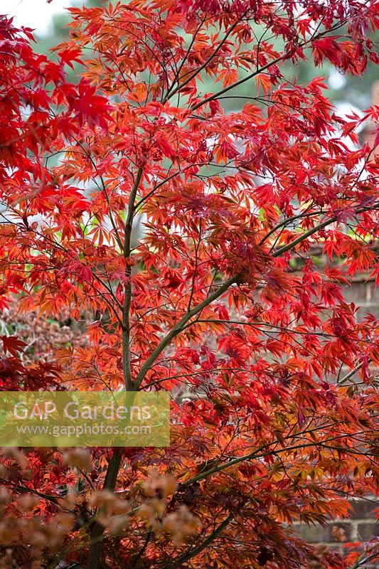 Acer palmatum 'Sherwood Flame', novembre