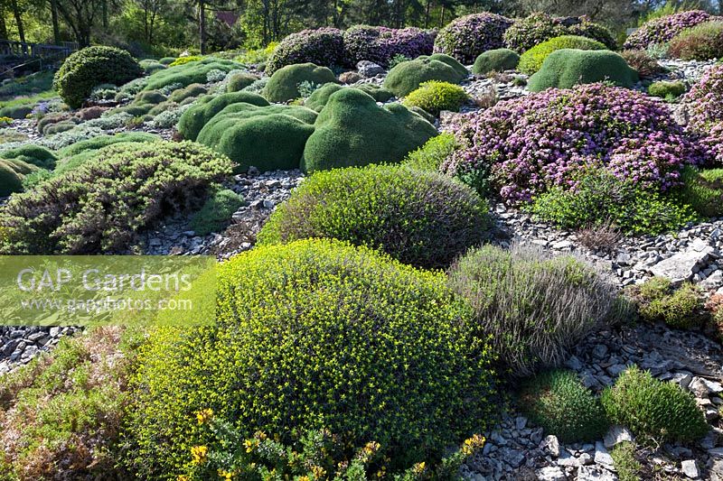 Un jardin de rocailles avec des alpins, avril, Allemagne