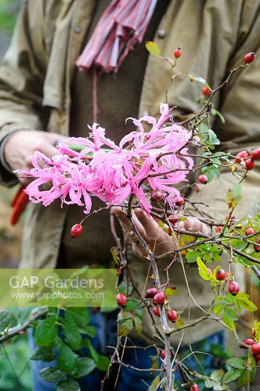 Coupe homme tiges de fleur de nerine et branches de cynorrhodons pour l'art floral