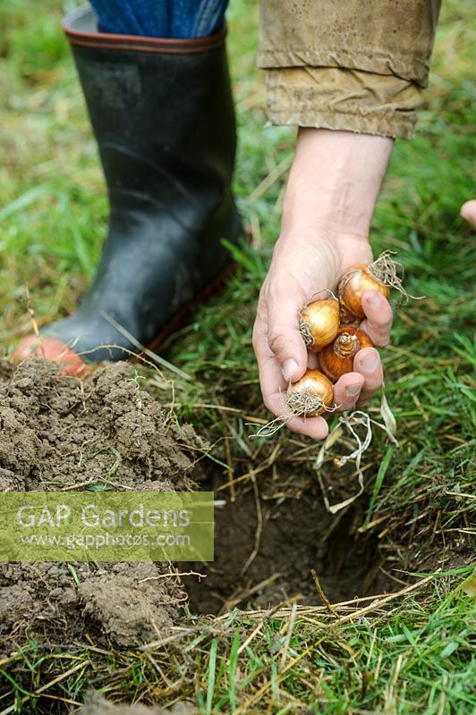 Planter une poignée de narcisses 'Minnow' - bulbes de jonquilles naines dans le sol
