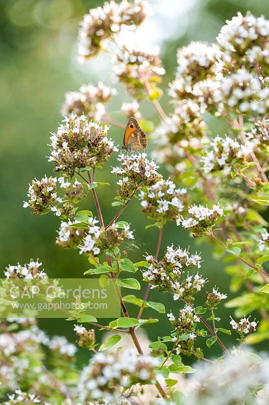 Papillon sur floraison Origanum vulgare 'Aureum', Origan.