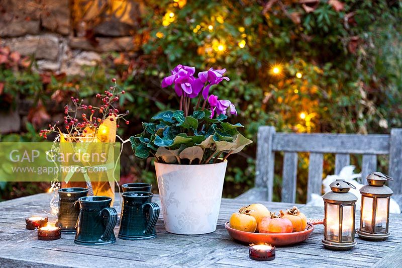 Jardin nature morte avec cyclamen en pot, bougies, tasses et assiette de kakis, Le Mas de Béty, France.