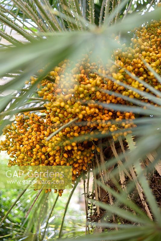 Fruits de Phoenix canariensis - Palmier dattier des Canaries