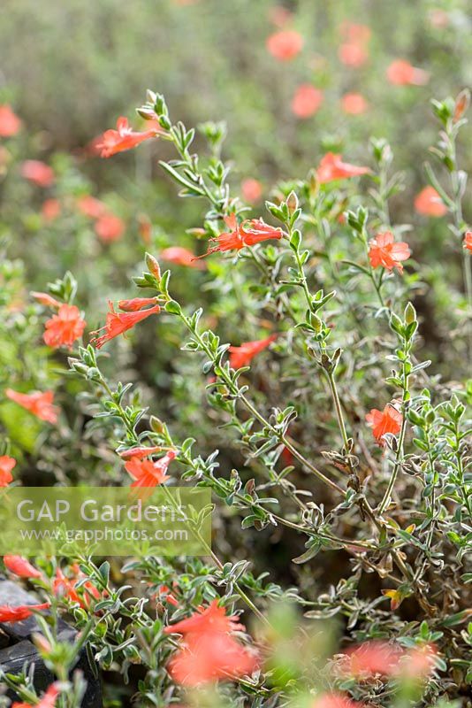 Zauschneria californica 'Ed Carman'