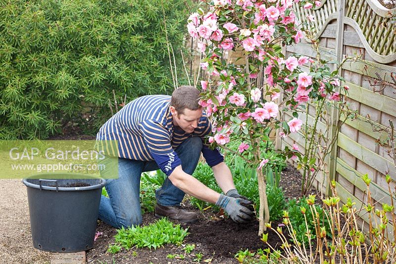 Pailler un camélia avec du compost de jardin au printemps.