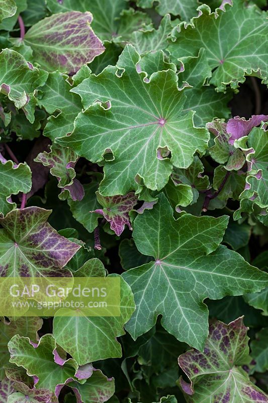 Hedera helix 'Persil Crested'