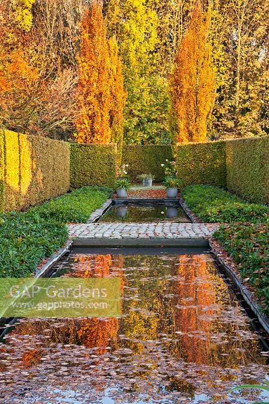 Fagus sylvatica 'Dawyck Gold' se reflète dans un étang rectangulaire en automne.