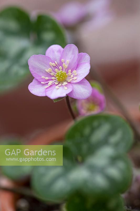 Hepatica 'Nobilis' var pyrenaica xh insularis