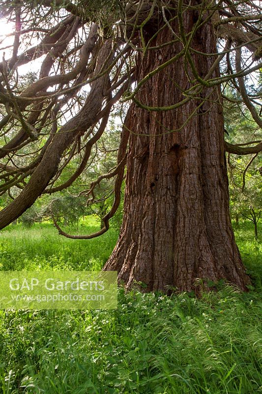 Écorce de Sequoiadendron giganteum - arbre Wellingtonia, Herefordshire.