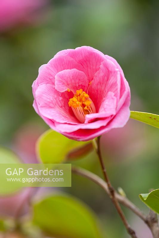 Camellia x williamsii 'Donation', fleurs semi-doubles