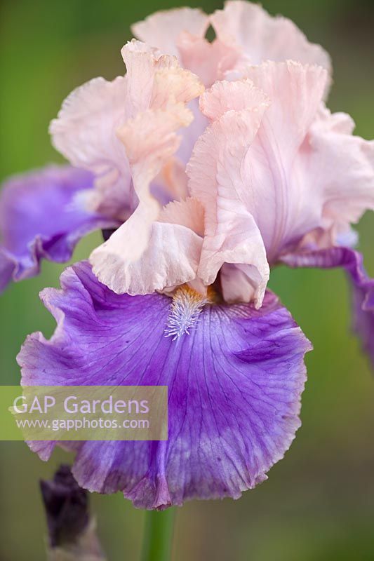 Iris 'Florentine Silk' - iris barbu