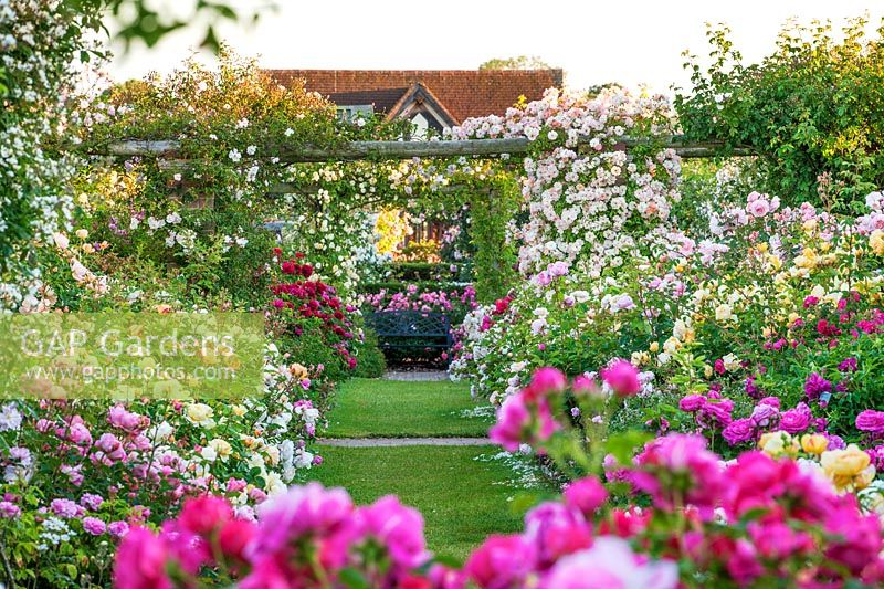 Rosa - roses en été dans des parterres doubles de chaque côté d'un chemin d'herbe et grimpant sur des pergolas