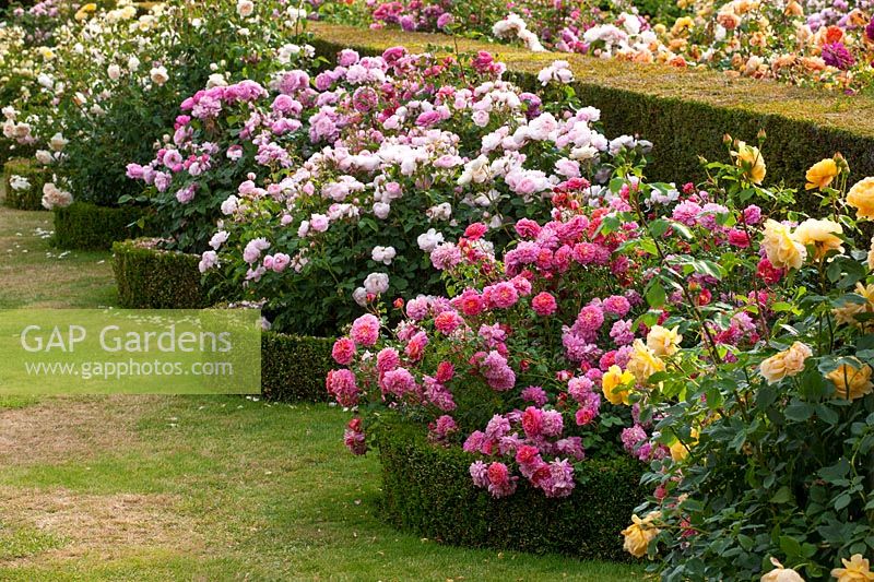 Rosa - David Austin roses, rosiers arbustifs cultivés aux côtés de Taxus baccata écrêtés - if if hedgeplus Buxus - bordure de boîte