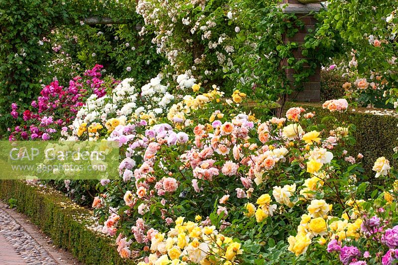 Parterre de fleurs rempli de roses arbustives David Austin