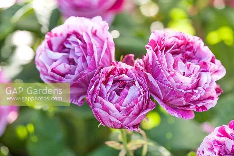 Rosa 'Ferdinand Pichard' - hybride rose perpétuel, rose rayé et fleurs cramoisies