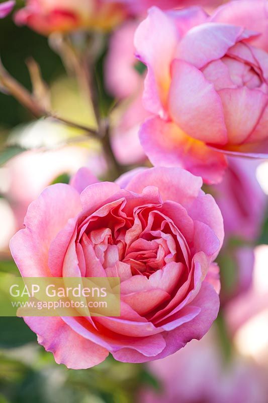 Rosa Boscobel - R. 'Auscousin' - David Austin hybride de leander rose anglais. Parfum, parfumé, parfumé,