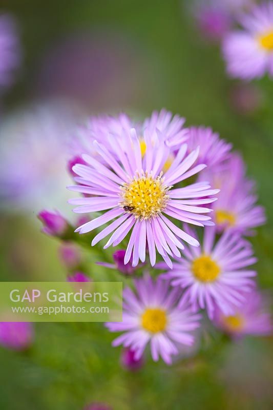 Aster 'Ericoides' 'Esther '.