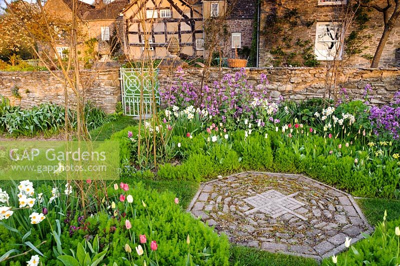 Jardin de coupe avec honnêteté pourpre, tulipes et Narcisse 'Geranium' Brilley Court Farm, Whitney-on-Wye, Herefordshire
