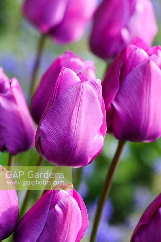 Tulipa - floraison violette
