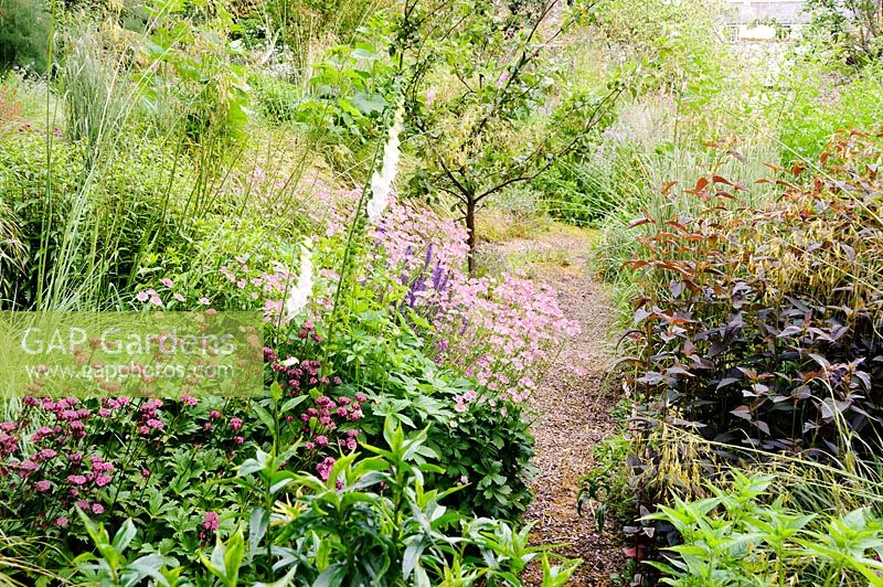 Parterres de jardin avec un mélange de plantes vivaces comme l'astrantia et les feuilles sombresLysimachia ciliata 'Firecracker' avec des digitales auto-ensemencées