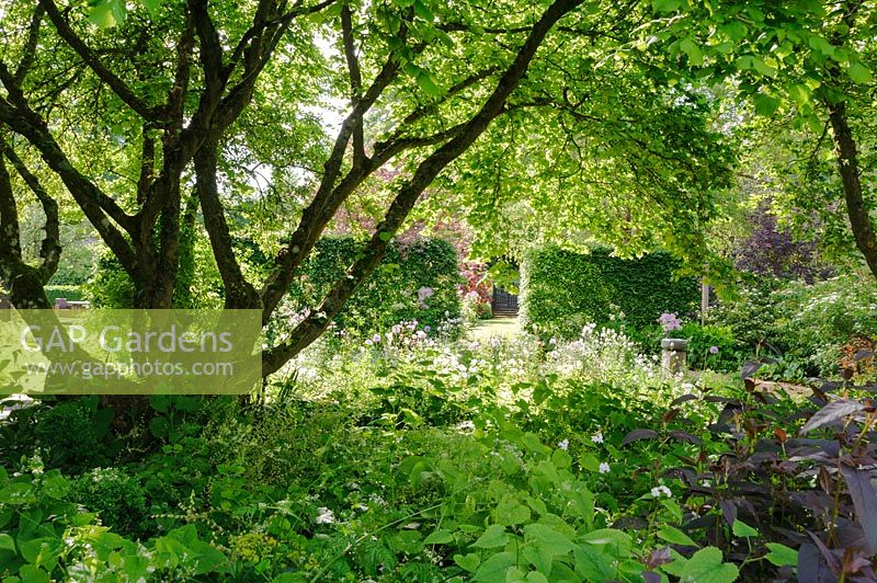 Parterre plein d'aquilegias et d'alliums encadrés par un arbre, Terstan, Stockbridge, Hants, UK