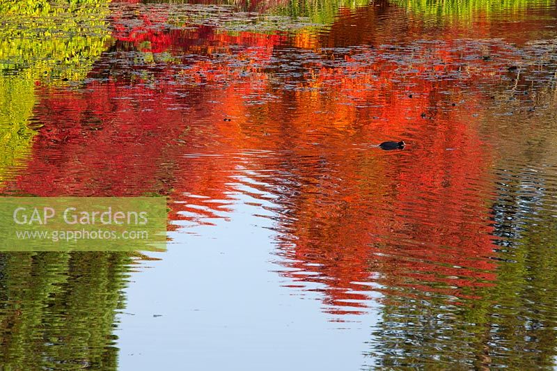 Vue sur le lac avec des arbres de couleur d'automne reflétés dans l'eau.