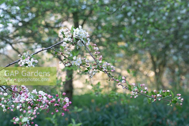 Malus 'Mary Potter'