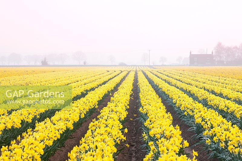 Domaine de Narcisse 'Carlton' dans la brume matinale, bulbes de marcheurs, Lincolnshire, Royaume-Uni.