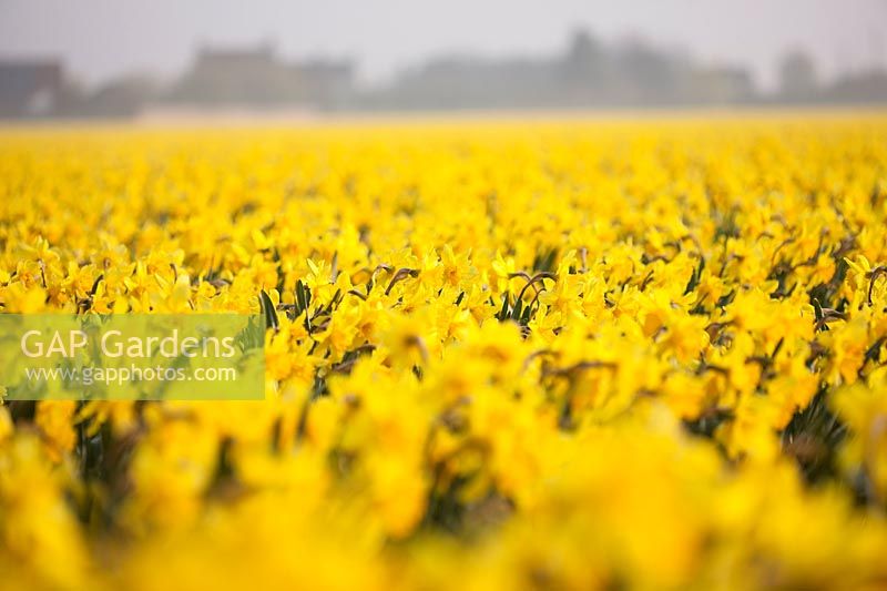 Domaine de Narcissus carlton, Lincolnshire