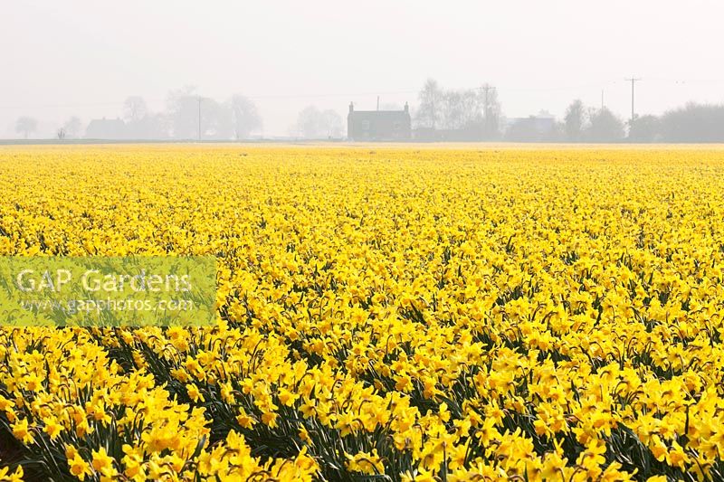 Domaine de Narcissus carlton, Lincolnshire
